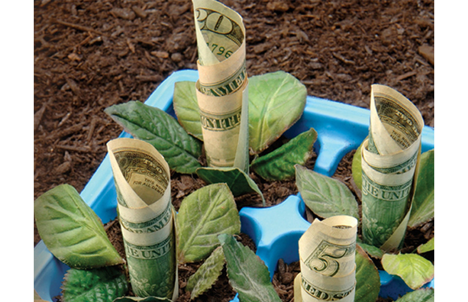 Money growing out of ground